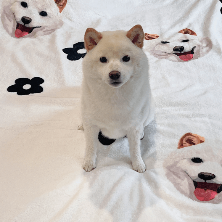 Pet custom blanket double layer lamb wool cover blanket sofa blanket cat dog creative gifts - OOOMG