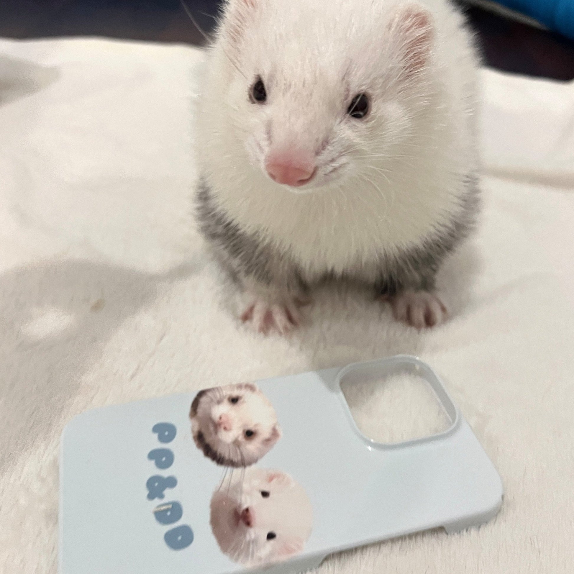 Pet custom peripherals original design niche film phone case texture cat dog creative gifts - OOOMG