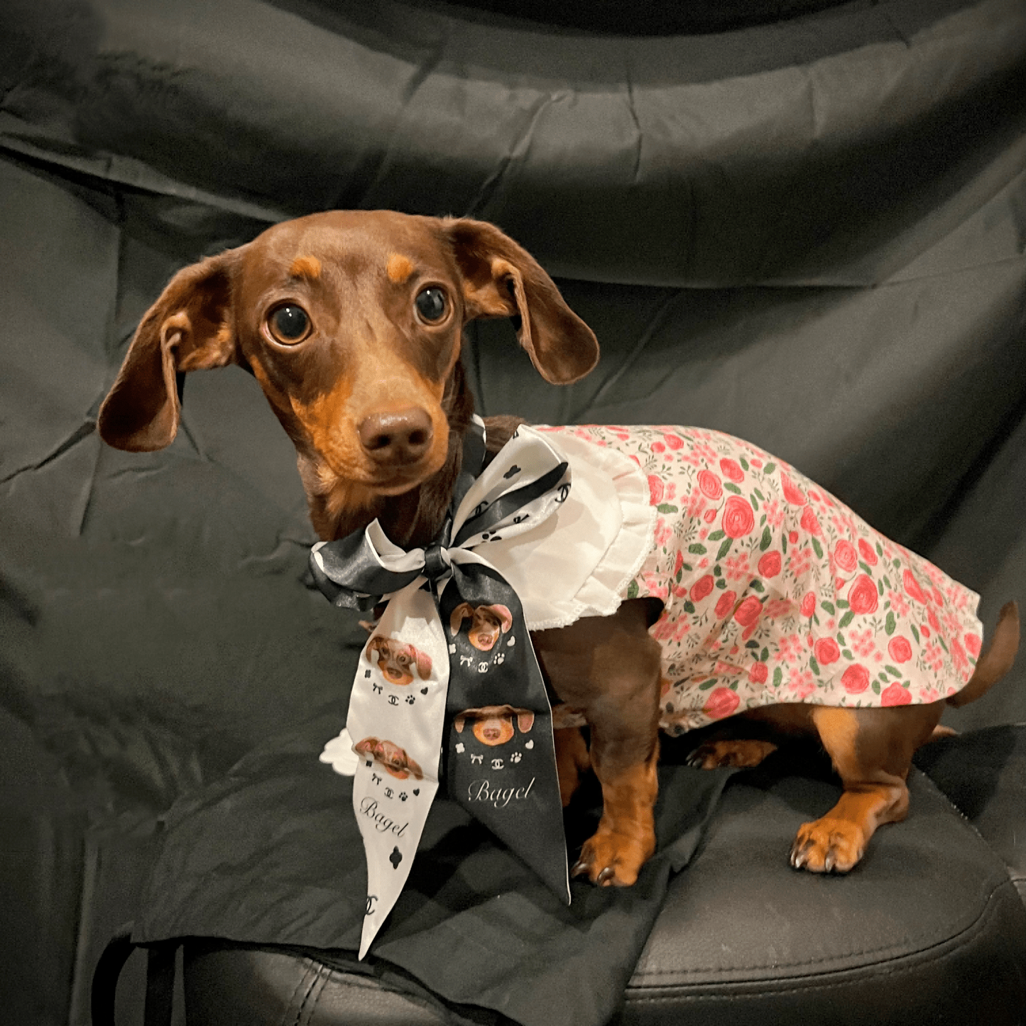 A dog wearing a custom silk scarf with a floral pattern and a solid black side, featuring a cat's face on the scarf's pattern.