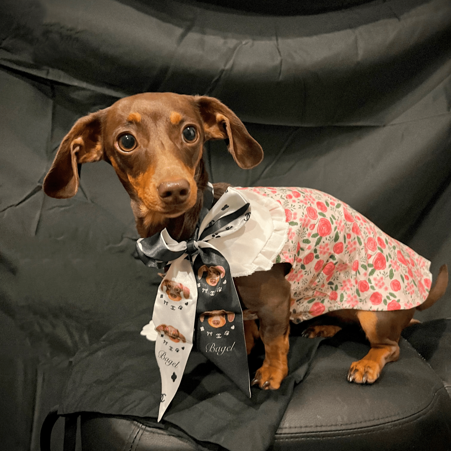 A dog wearing a custom silk scarf with a floral pattern and a solid black side, featuring a cat's face on the scarf's pattern.