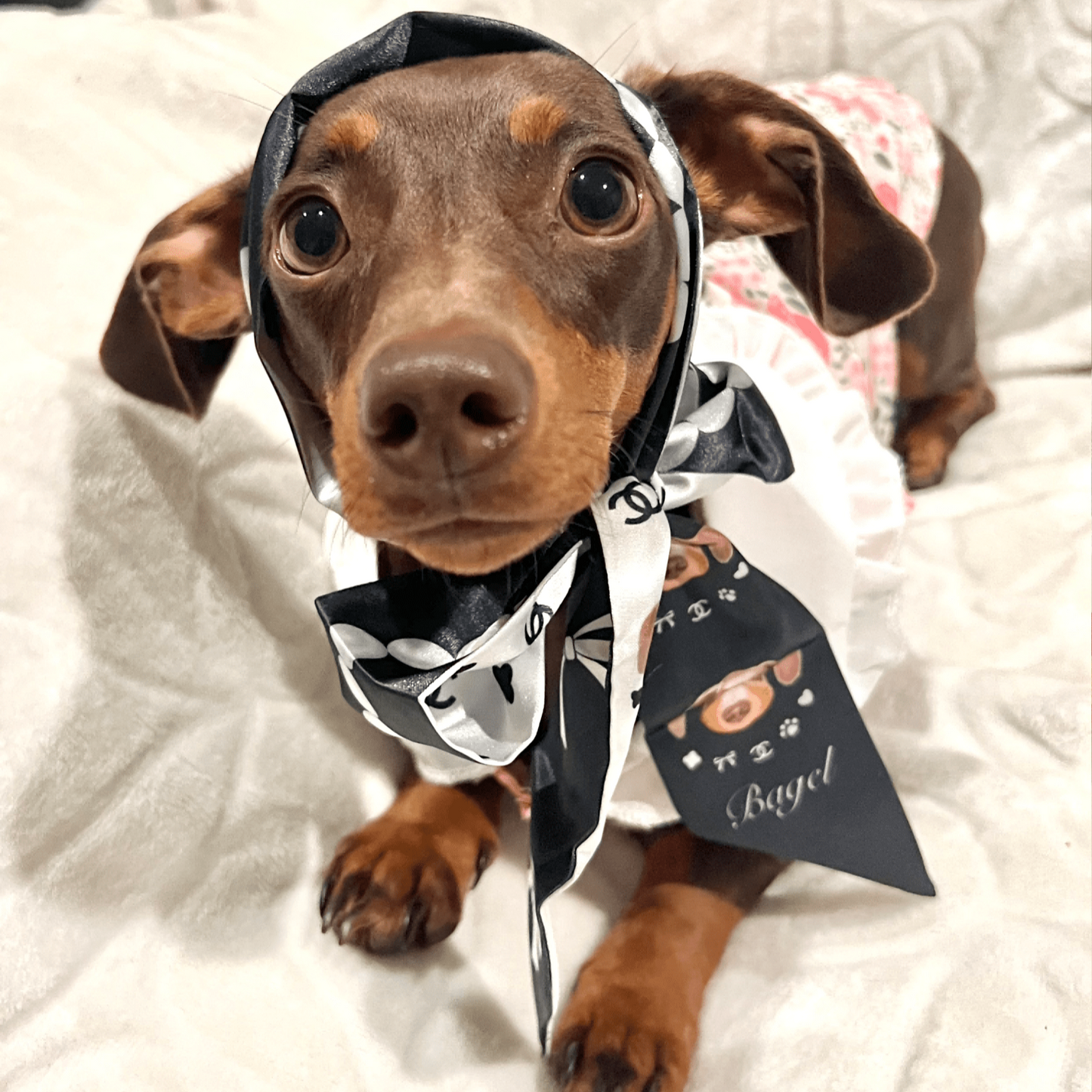 Pet custom peripherals original design Twilly light luxury silk scarf cat dog creative gifts - OOOMG