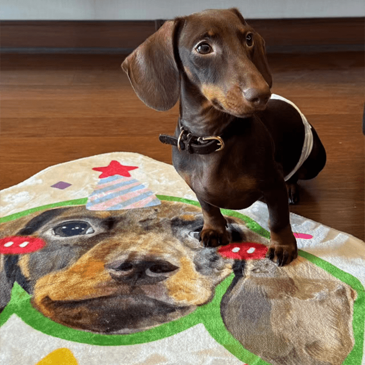 Pet custom shaped carpet milk velvet bedroom living room room cat dog creative gifts - OOOMG