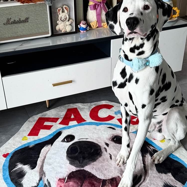 Pet custom shaped carpet milk velvet bedroom living room room cat dog creative gifts - OOOMG