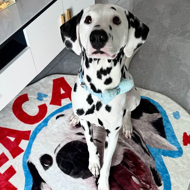 Pet custom shaped carpet milk velvet bedroom living room room cat dog creative gifts - OOOMG