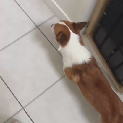 Haustier benutzerdefinierte Peripheriegeräte Original-Design Twilly Licht Luxus Seidenschal Katze Hund kreative Geschenke 